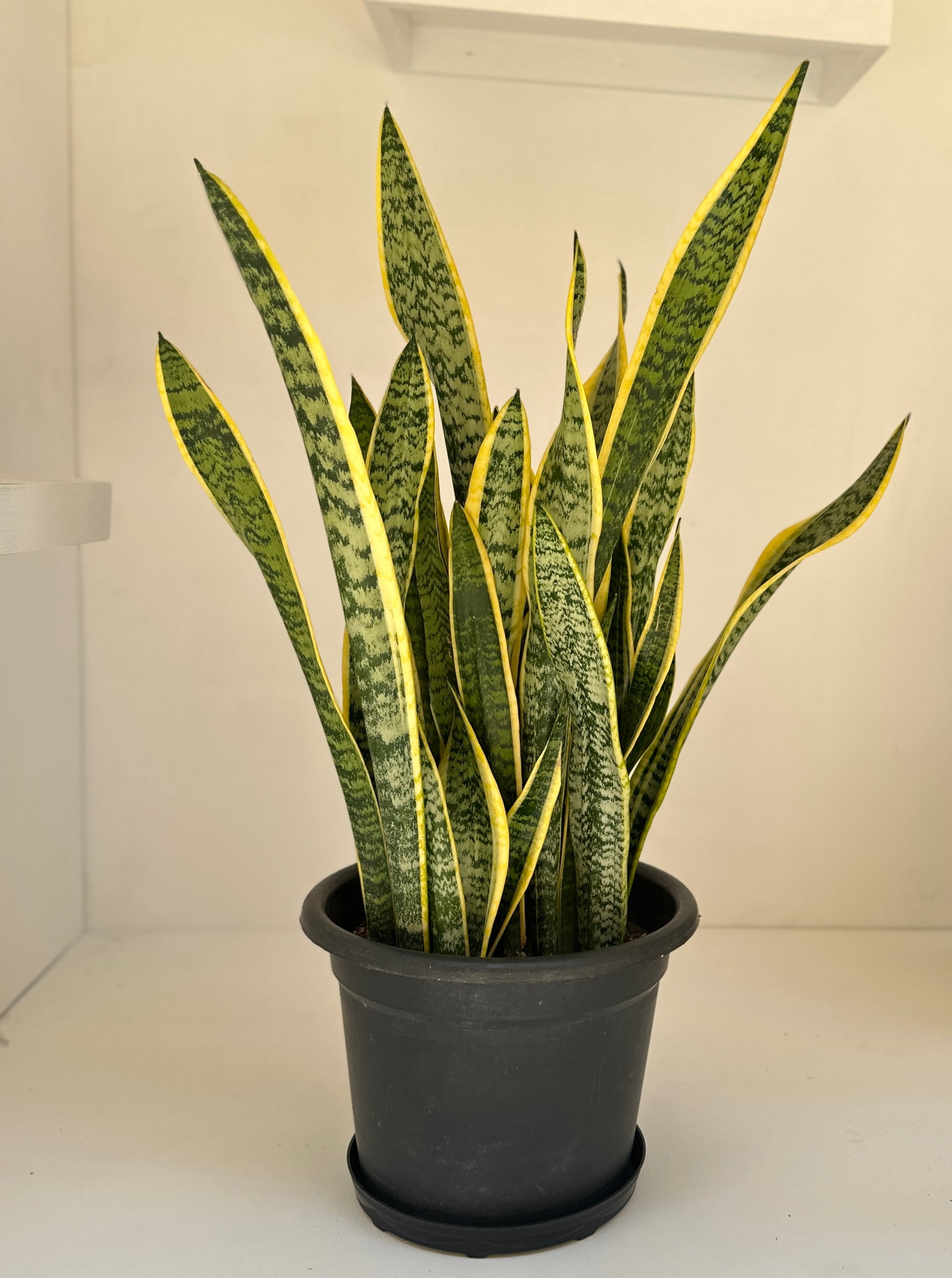 yellow snake plant care Yellow and Green Snake Plant | Easy Care Houseplant