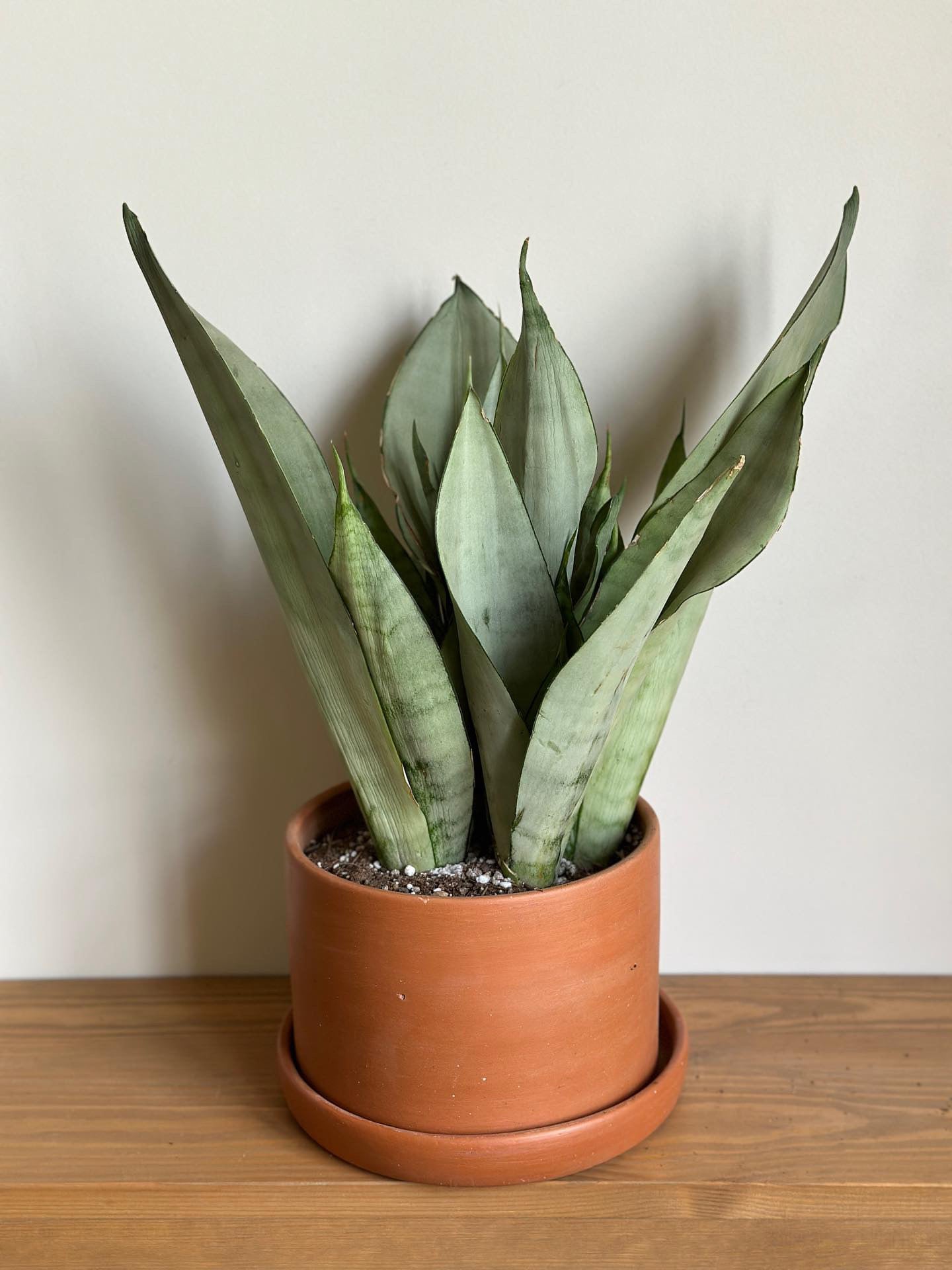 Snake Plant Family Bundle