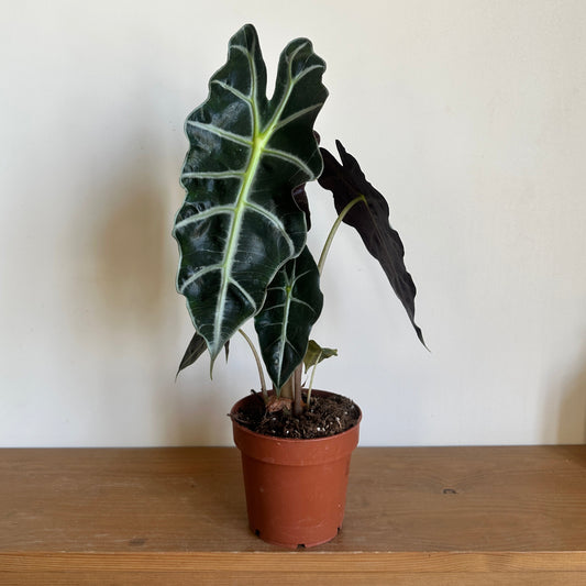Alocasia 'Amazonica'