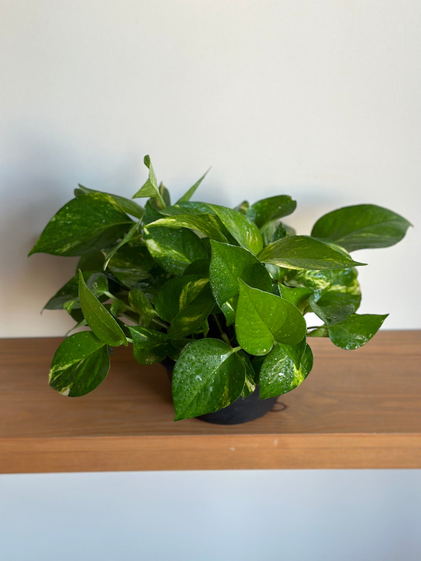 Golden Pothos