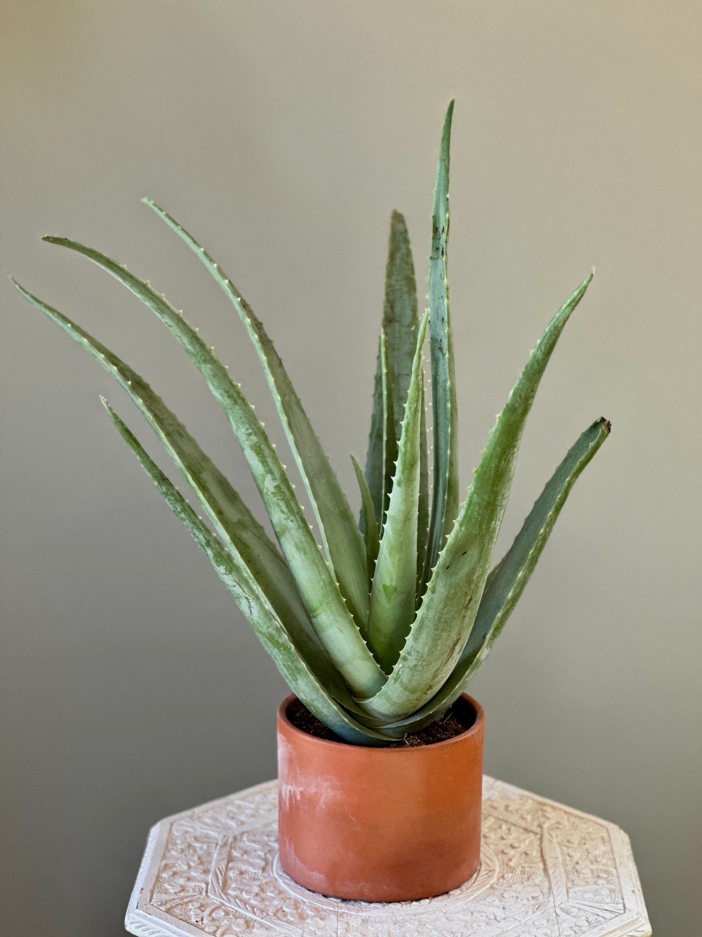 Aloe Vera in "Bastet" Clay Planter