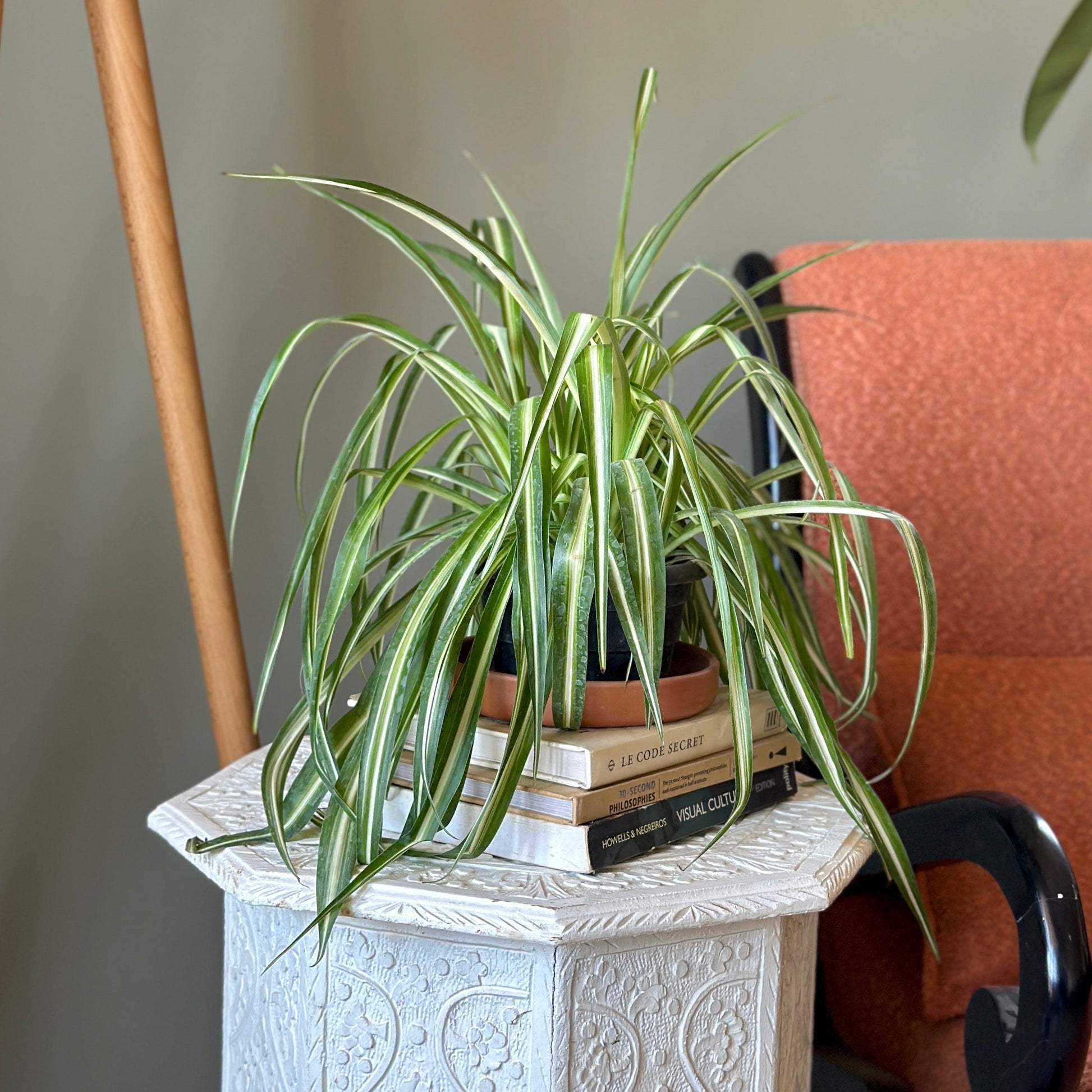 spider plant toxin removal Shop Spider Plant, aslo known as Chlorophytum comosum,at Kaynuna Online Plant Store, in Cairo, Egypt. – Kaynuna.co