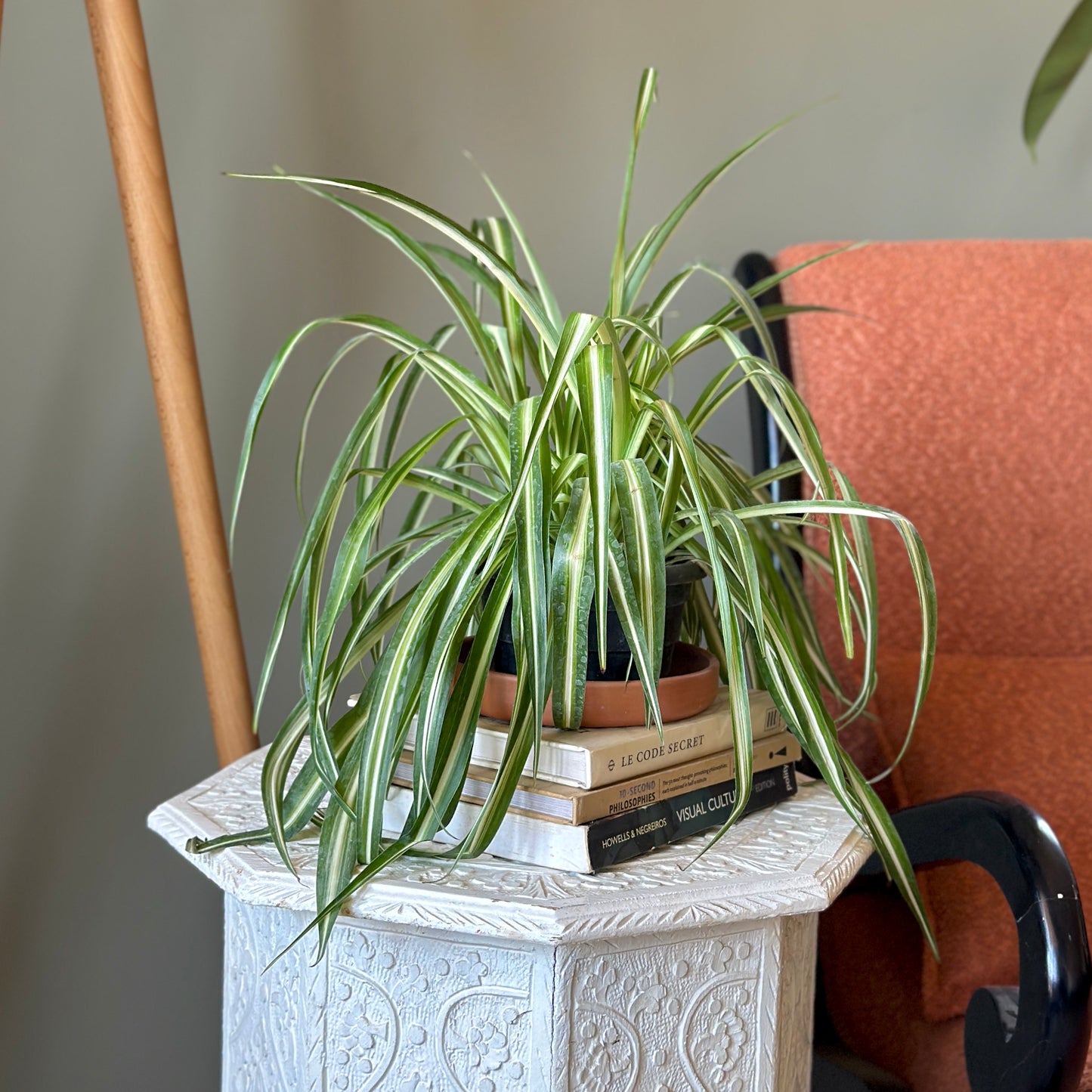 Spider Plant