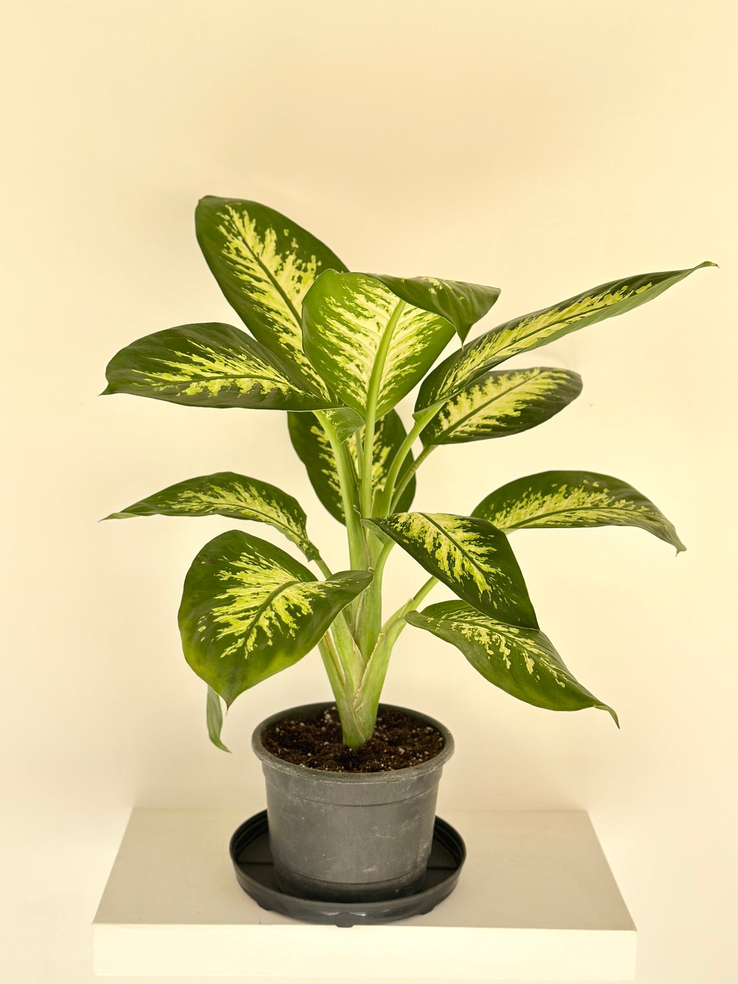 Dieffenbachia
