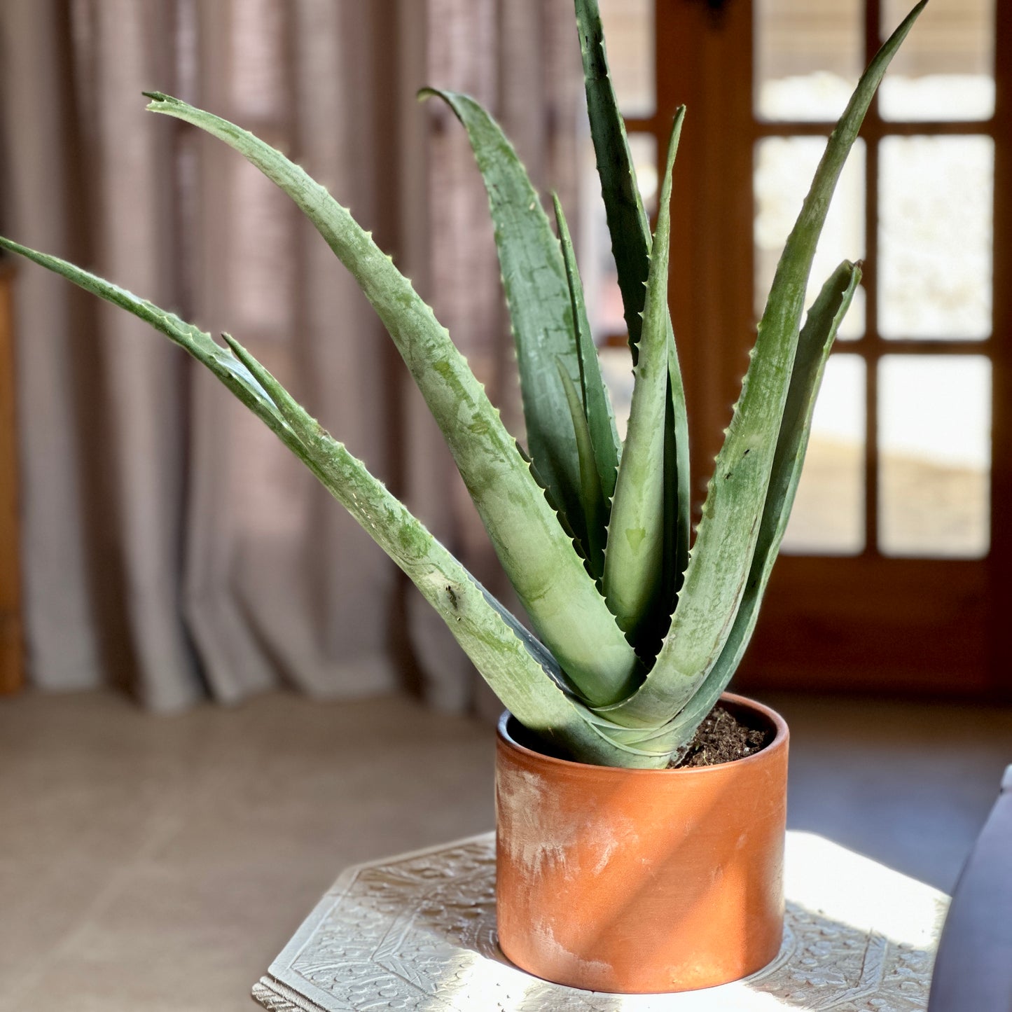 Aloe Vera in "Bastet" Clay Planter