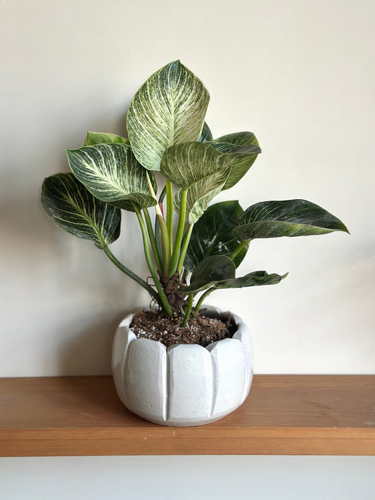 Philodendron Birkin in Ceramic Pots