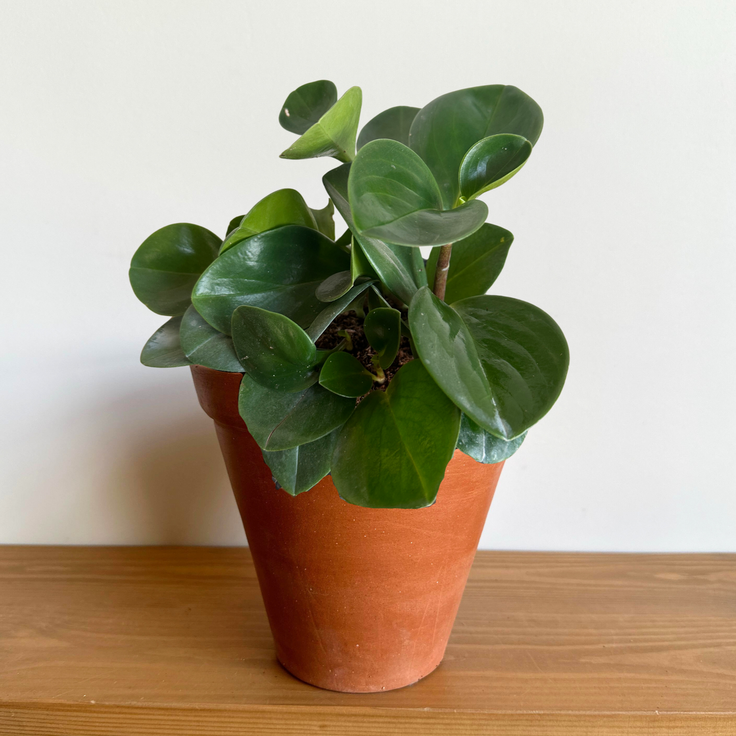 Peperomia Green in "Tradional" Clay Pot