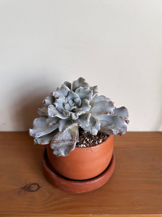 Petal Waves Succulent