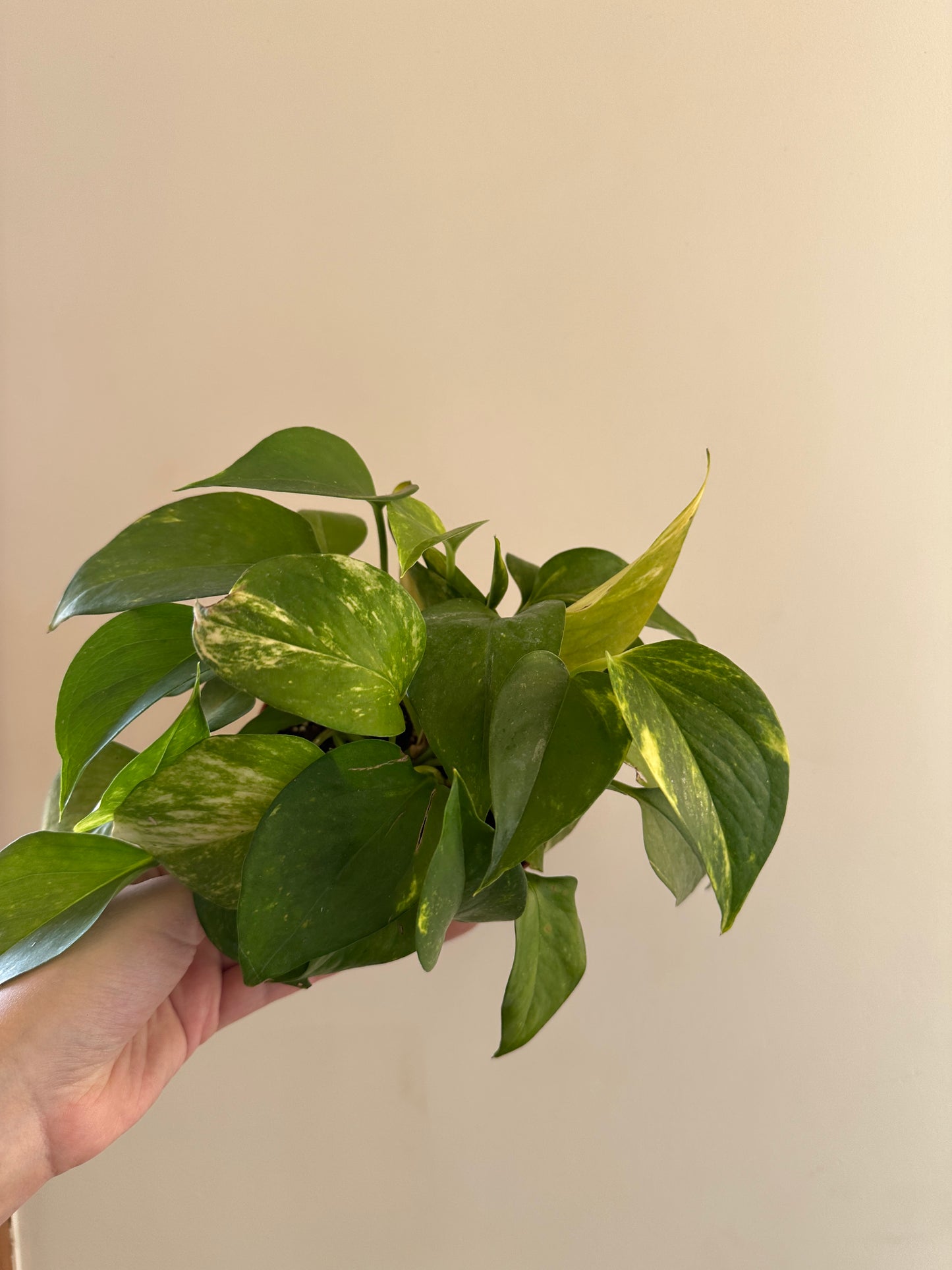 Florist Kalanchoe - Clearance
