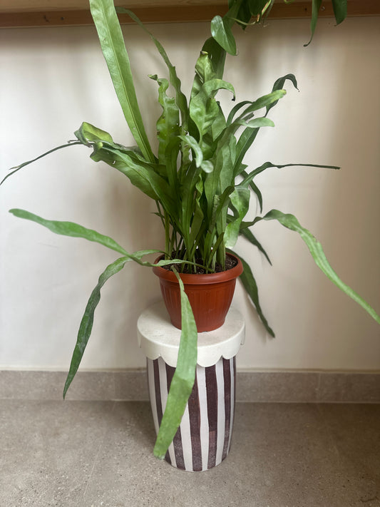 Bird's Nest Fern