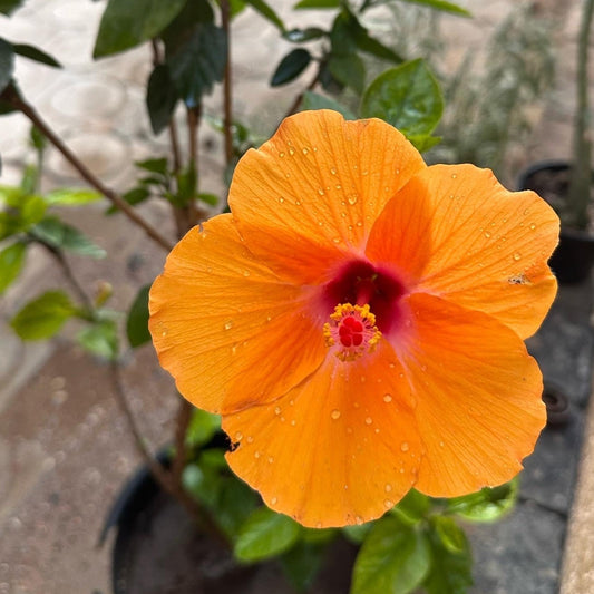 Chinese Hibiscus Flowering Plant (Orange) - Available on Kaynuna.co in Cairo, Egypt
