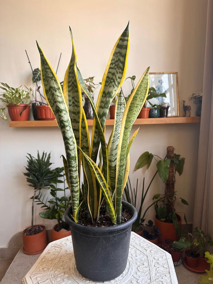 Snake Plant Bundle