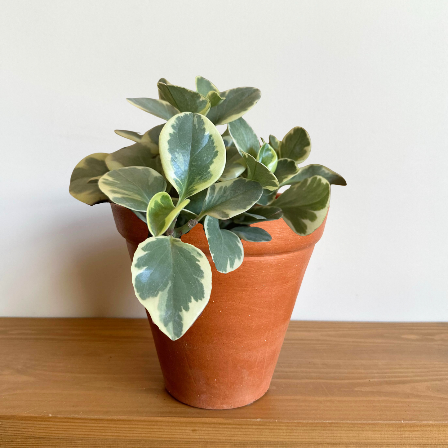 Peperomia Yelllow in "Traditional" Clay Pot