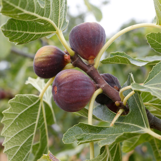 Fig Tree