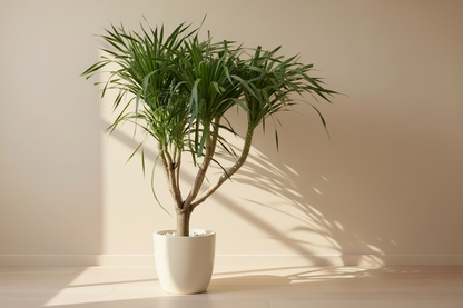 Canary Dragon Tree