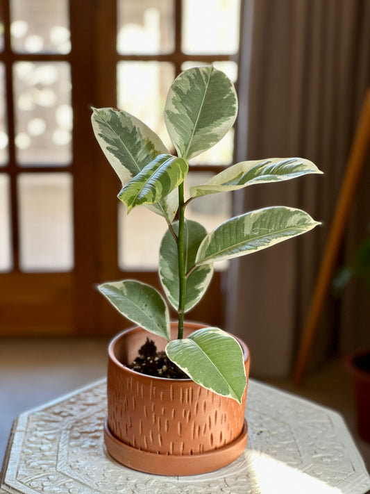 Ruby Rubber Tree in “Thut” Clay Planter