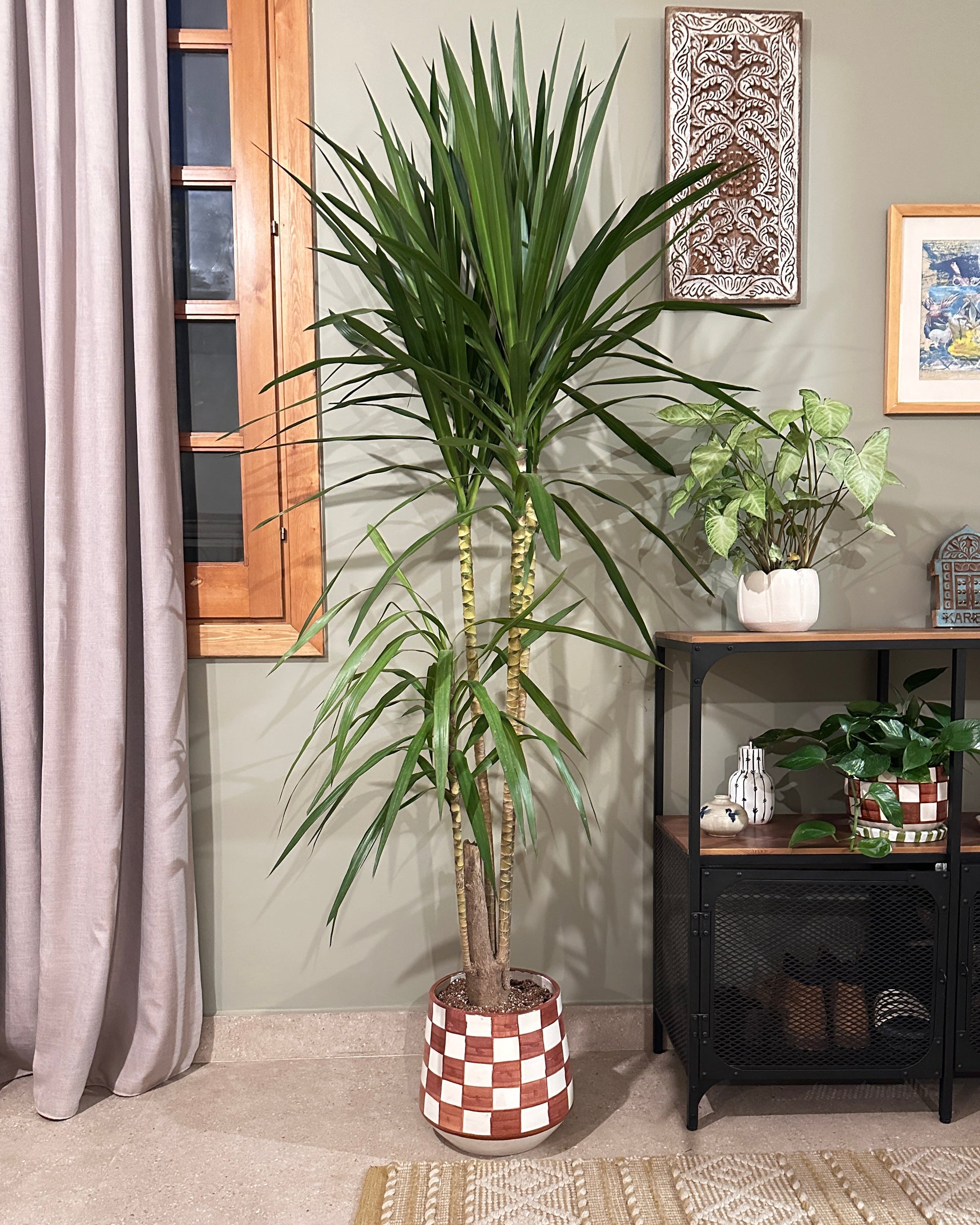 madagascar dragon tree indoor plant Madagascar Dragon Tree – Kaynuna.co
