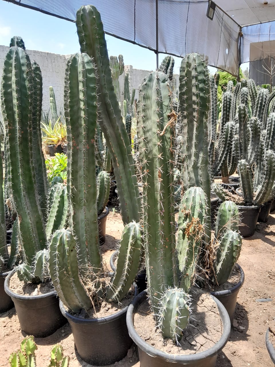 Garden Sanita Cactus