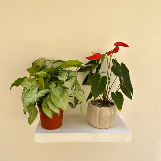 The Pop of Color Pair