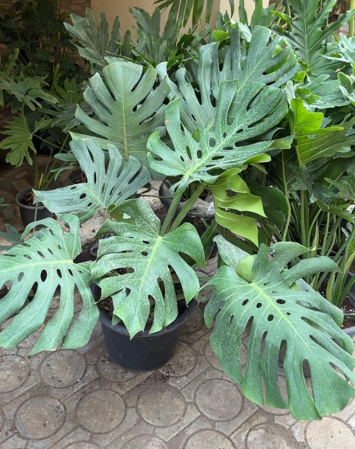 monstera tropical plant Monstera Deliciosa - Iconic Tropical Indoor Plant | Small & Large Sizes