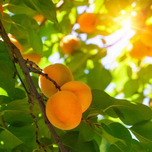 Apricots