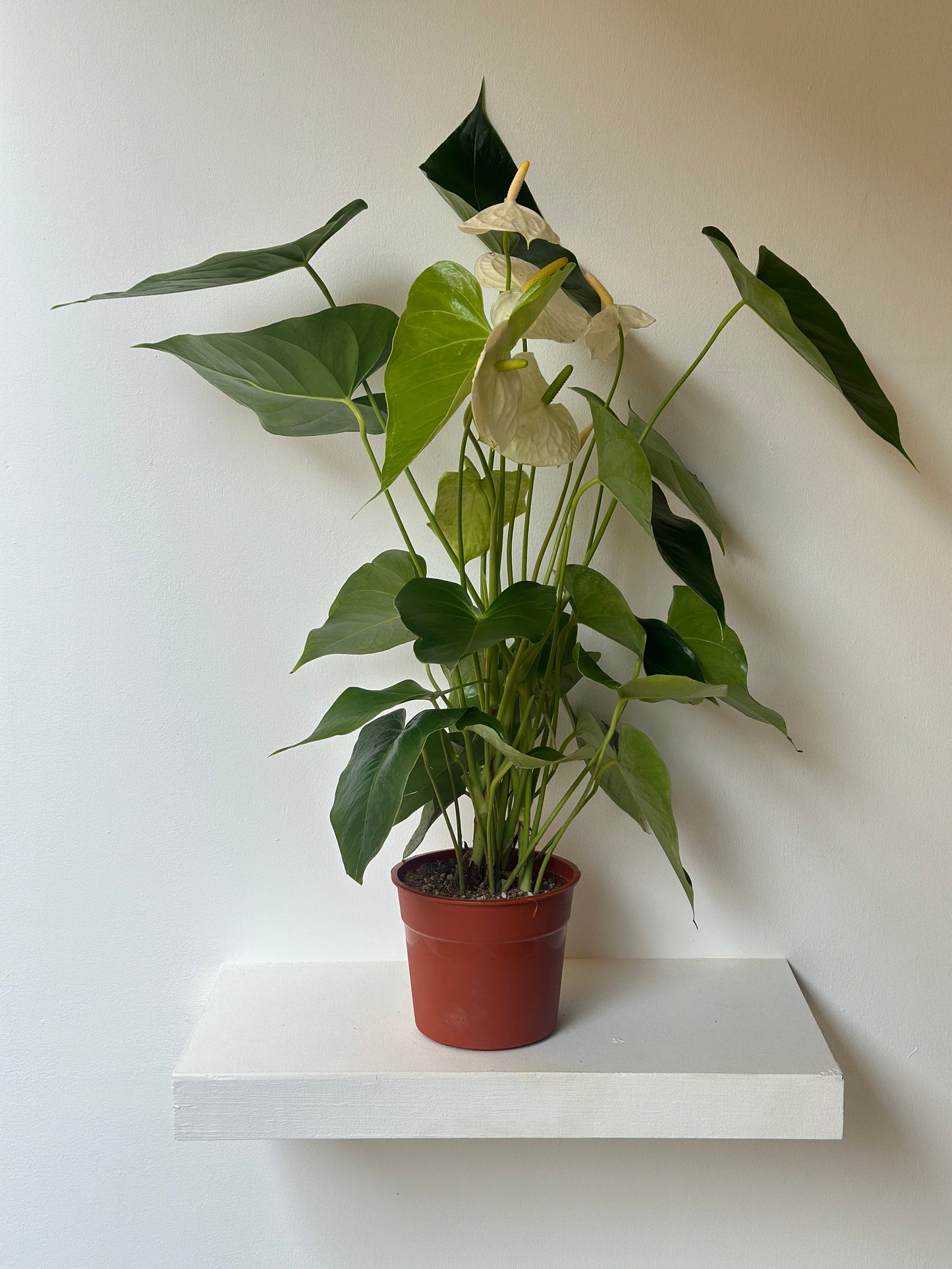 White Flamingo Flower