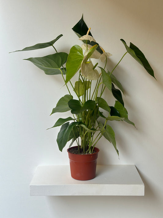 White Flamingo Flower