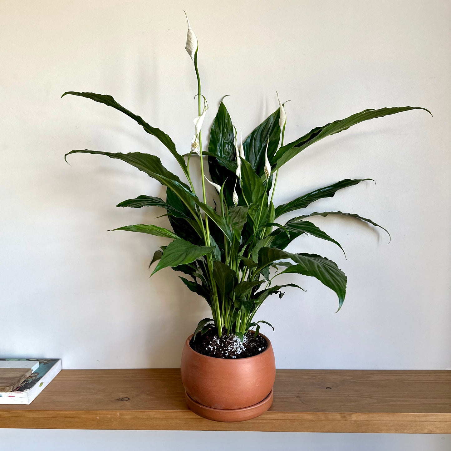 Flowering Peace Lilly in "Shay" Clay Planter