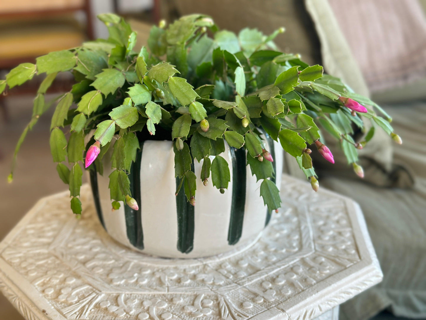 Christmas Cactus in Ceramic Pots