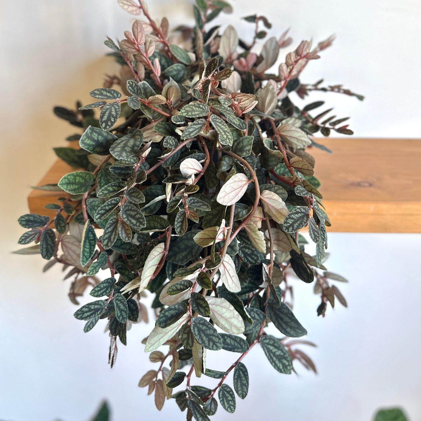 Watermelon Pellionia