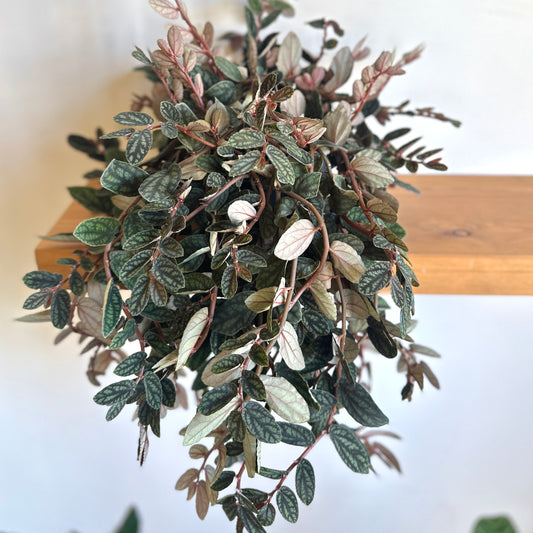 Watermelon Pellionia