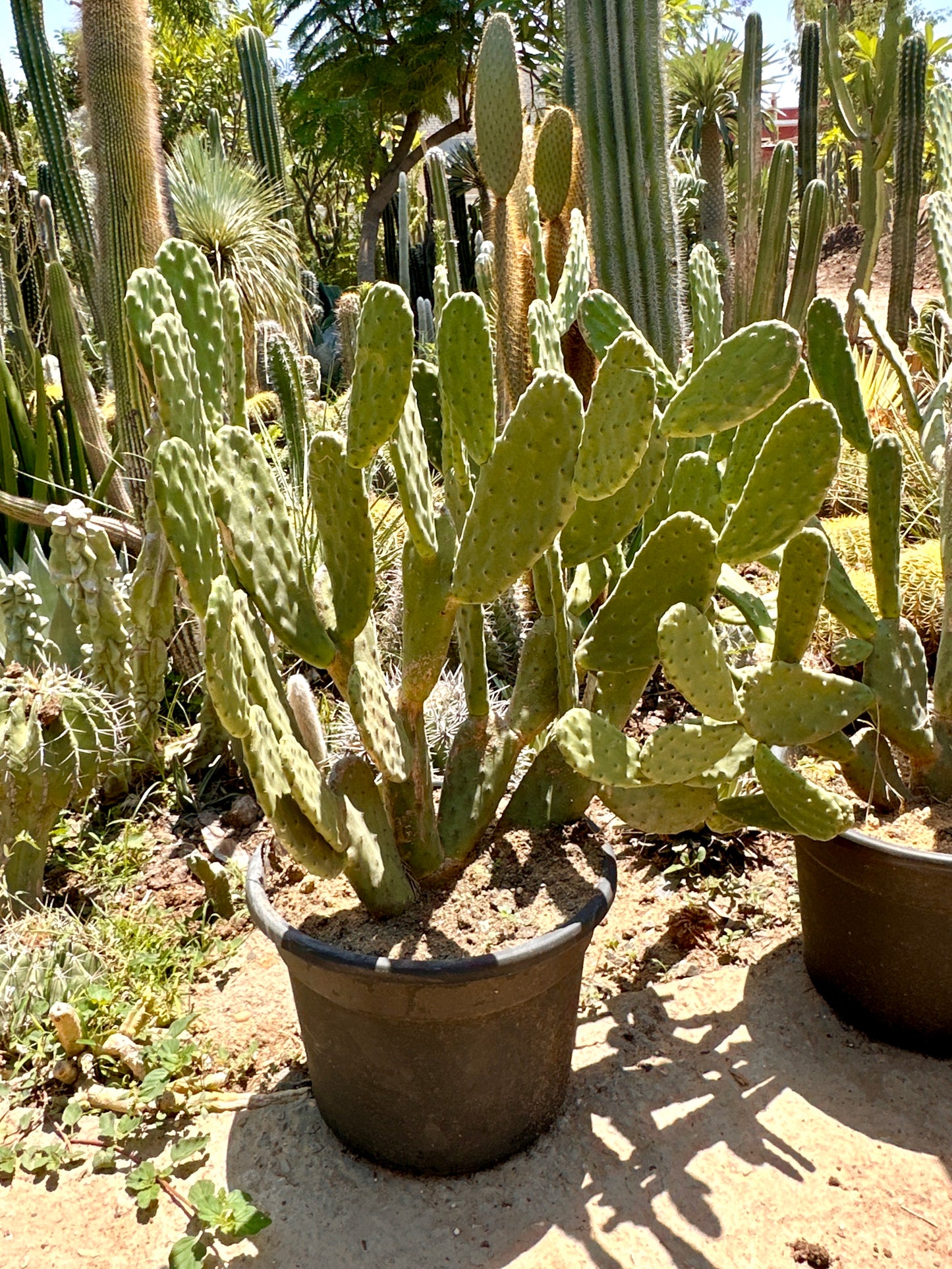 Cactus Pear