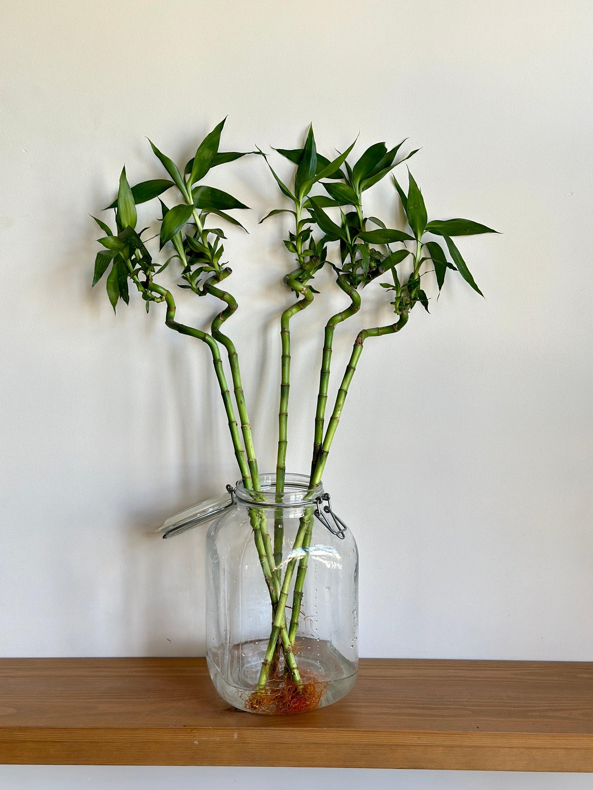 dracaena vs bamboo Lucky Bamboo Sticks (Dracaena Sanderiana)