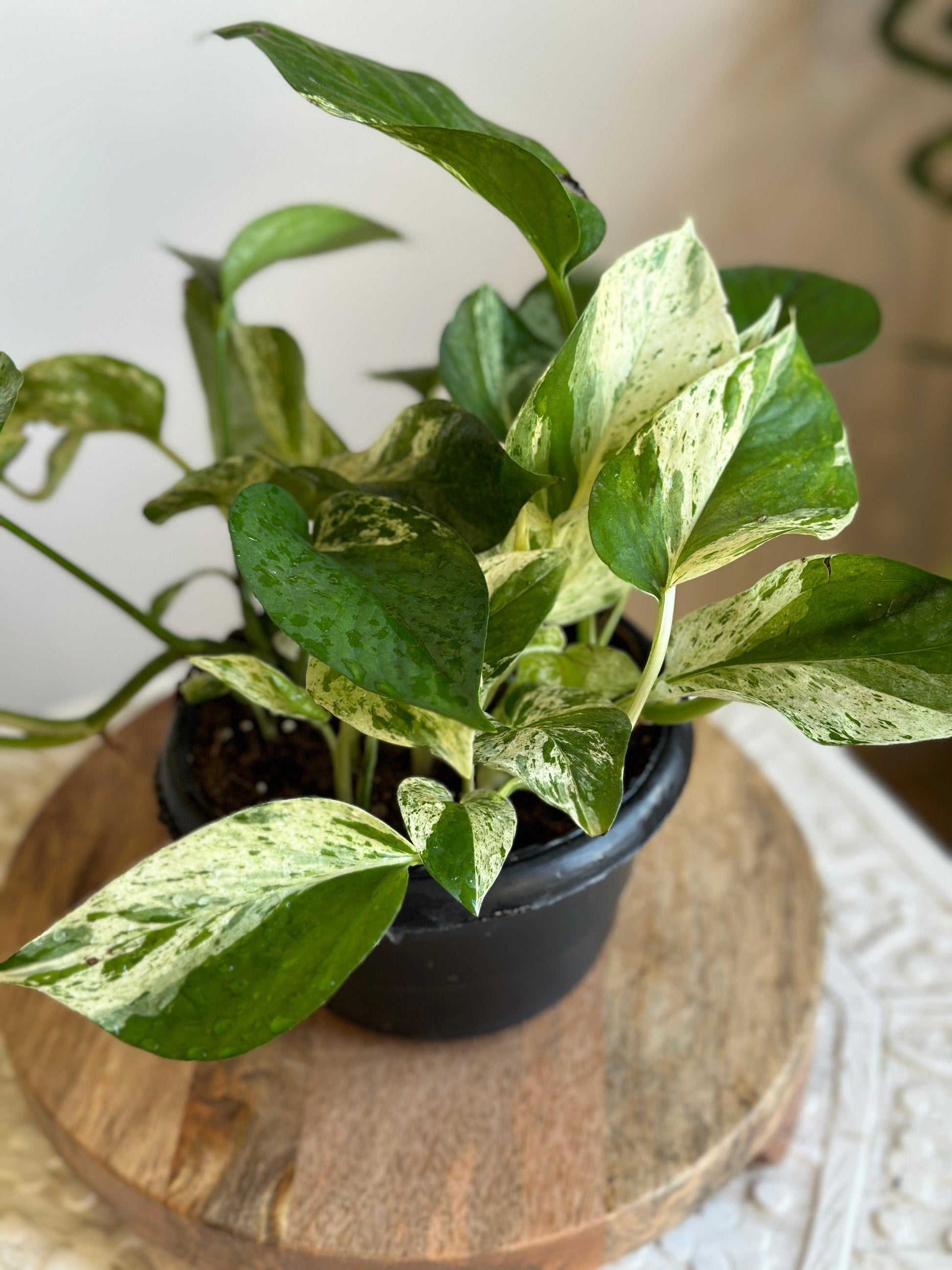 marble pothos scientific name Marble Queen Pothos | Buy Easy Indoor Plants in Cairo