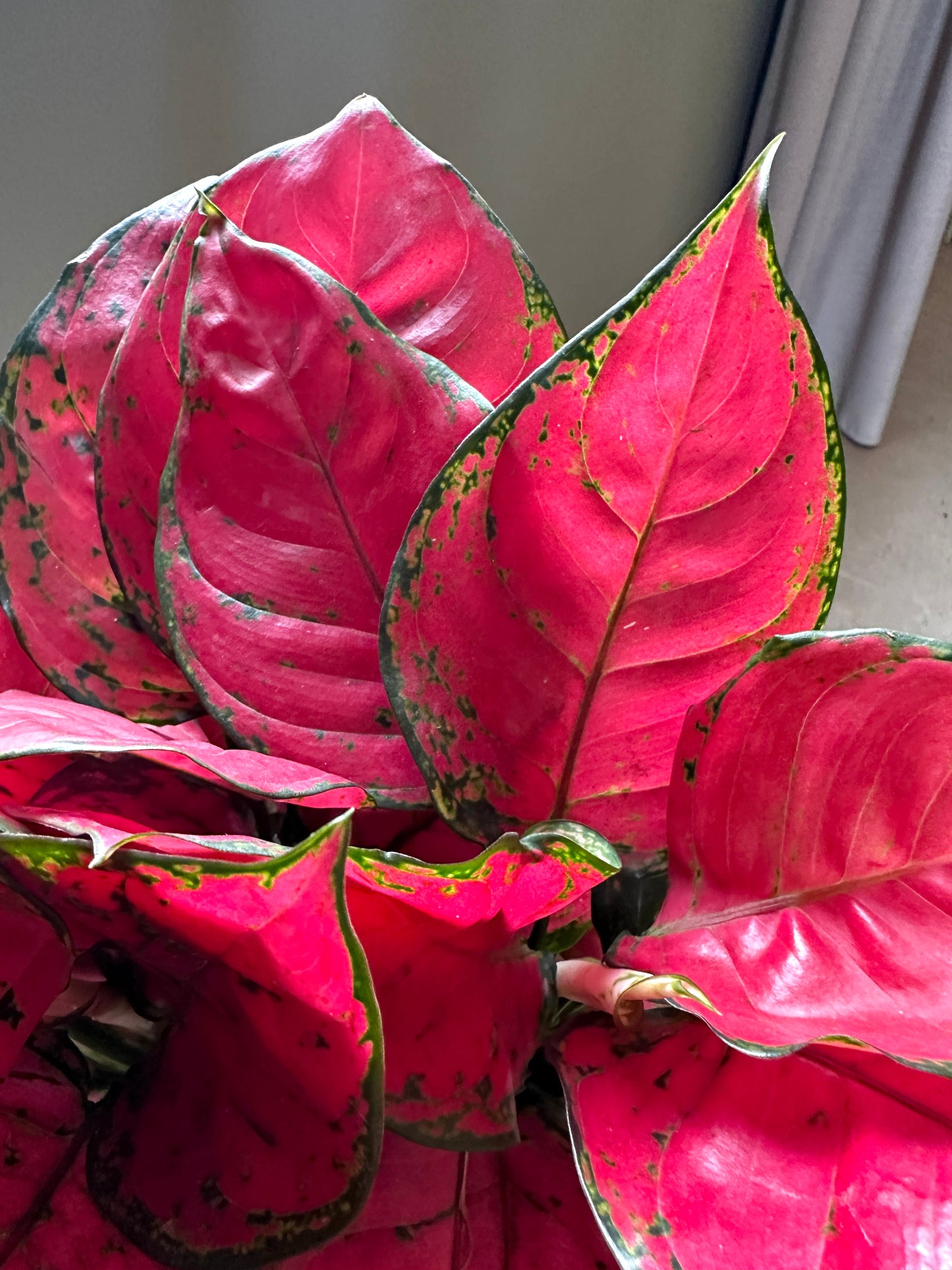 Aglaonema 'Red Valentine'