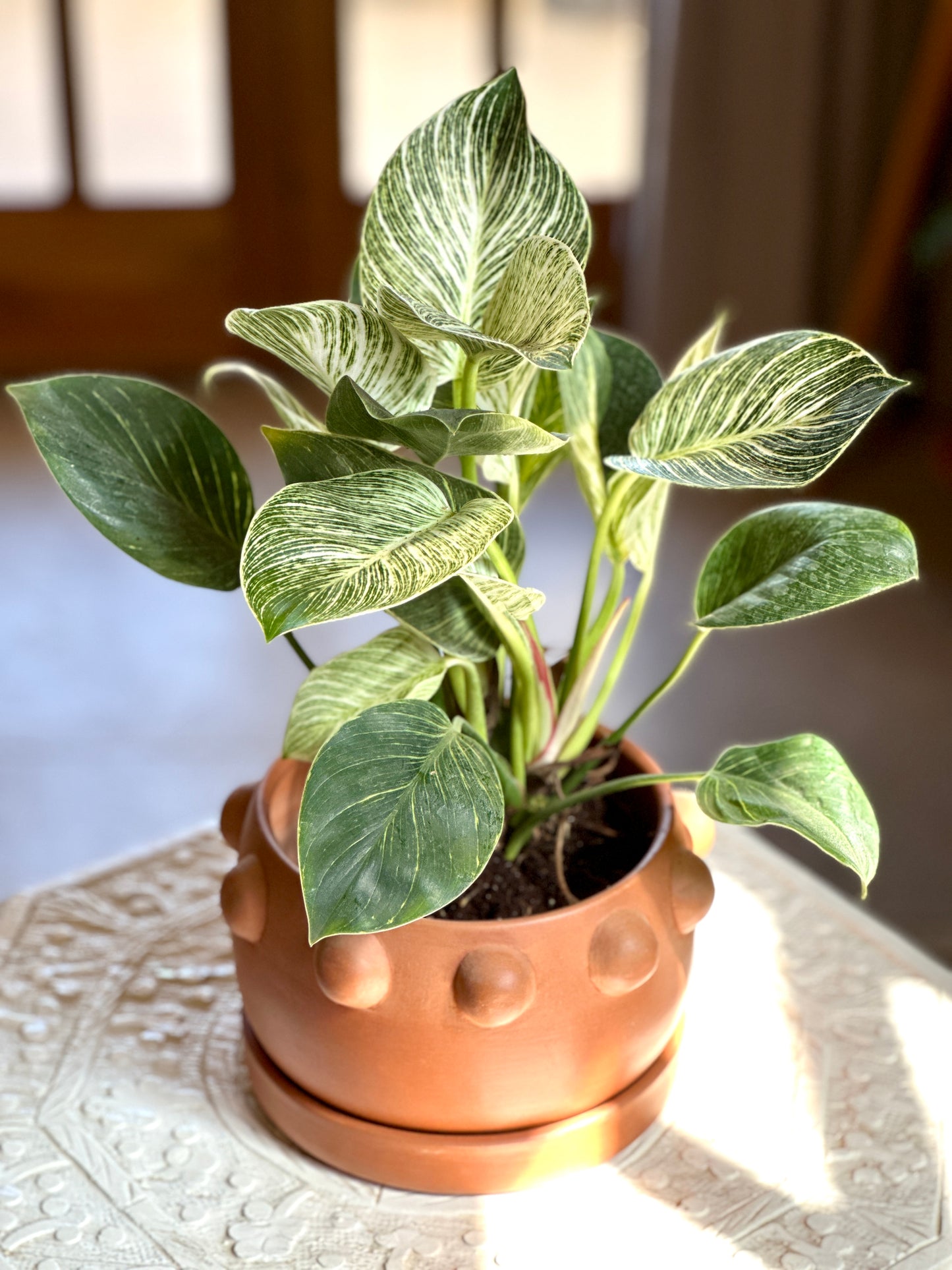 Birkin in “Hathor” Clay Planter