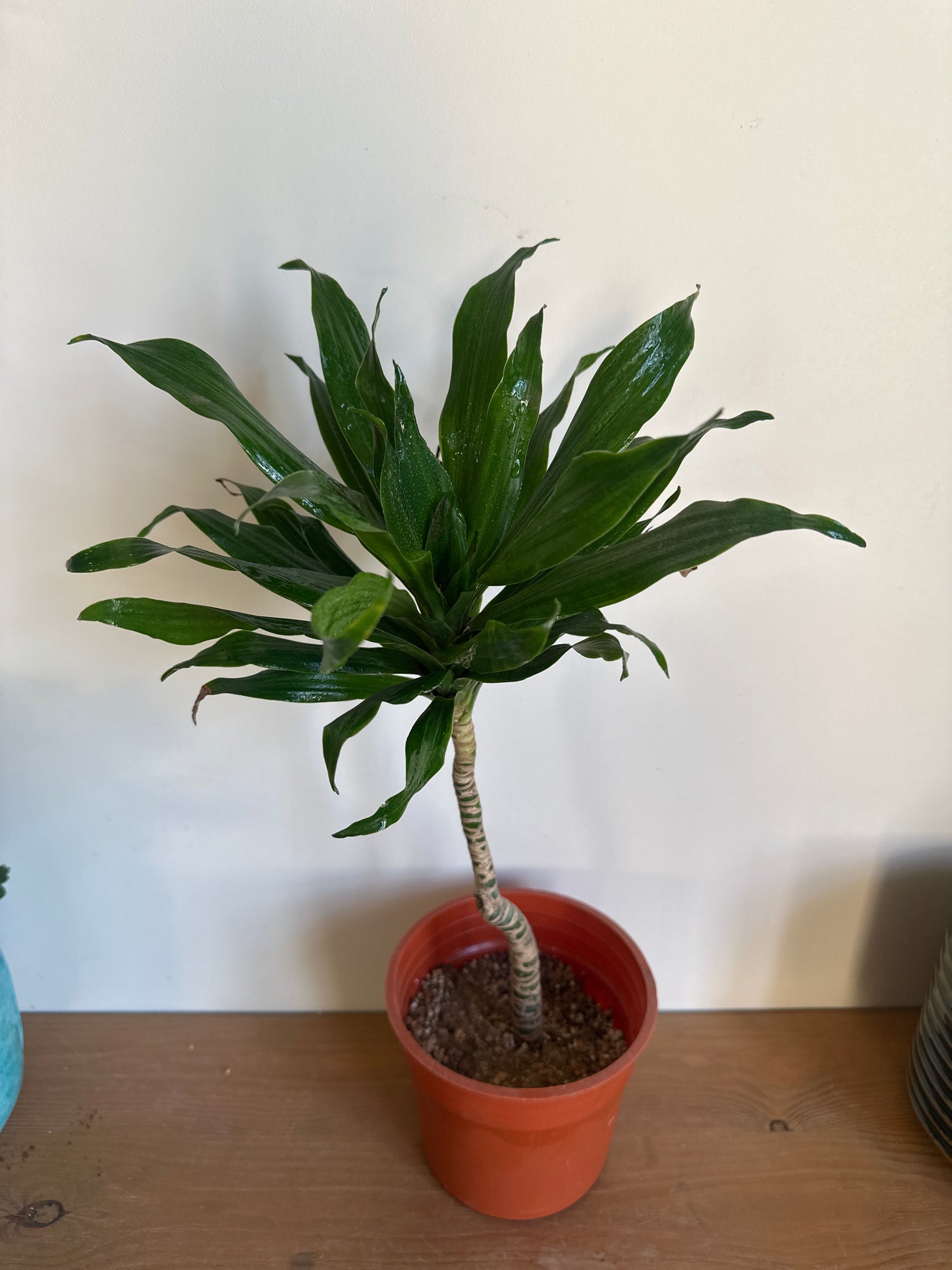 Dracaena Compacta - Clearance