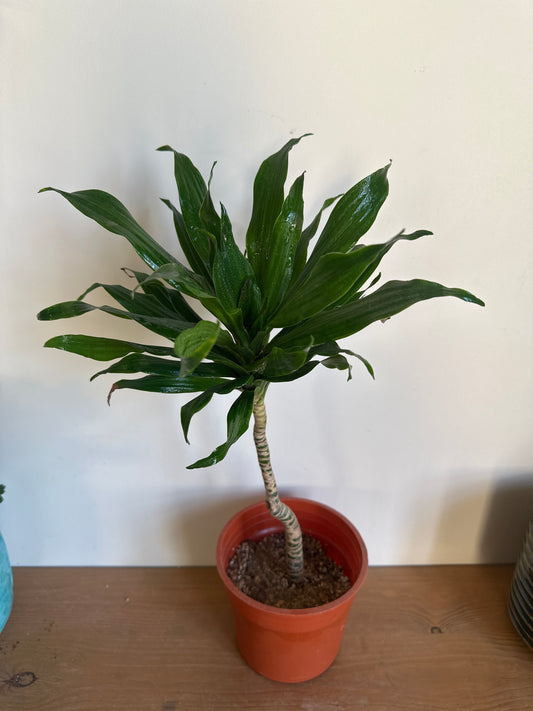 Dracaena Compacta - Clearance