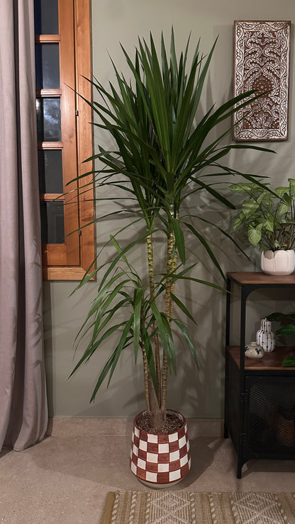Madagascar Dragon Tree