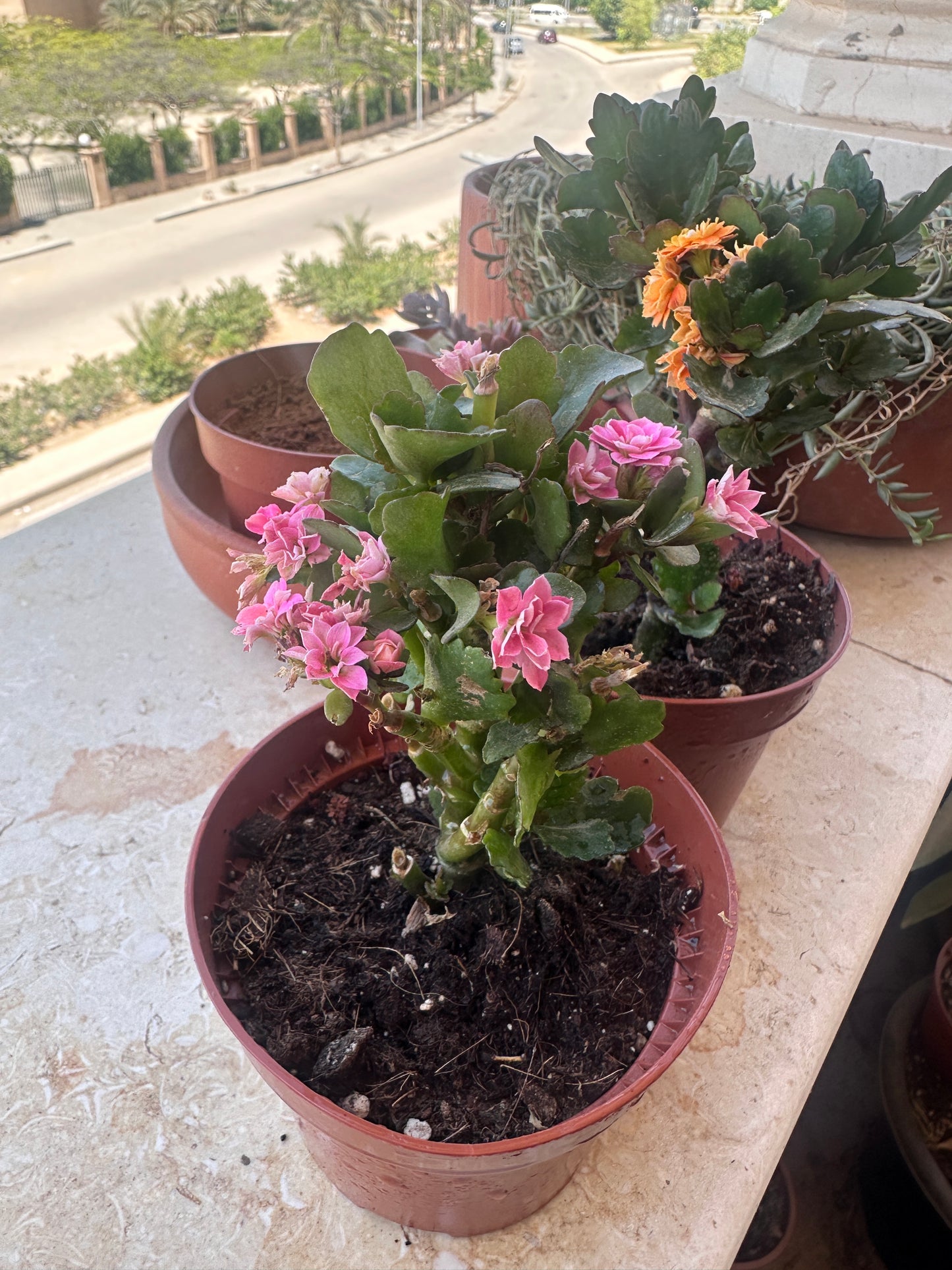 Florist Kalanchoe - Clearance