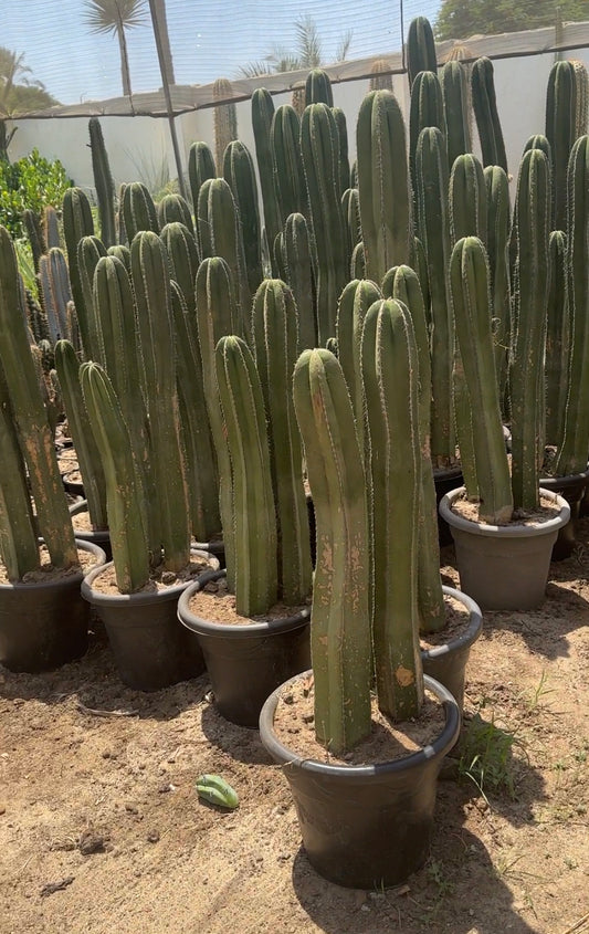 Central Mexico Cactus - 3 sticks