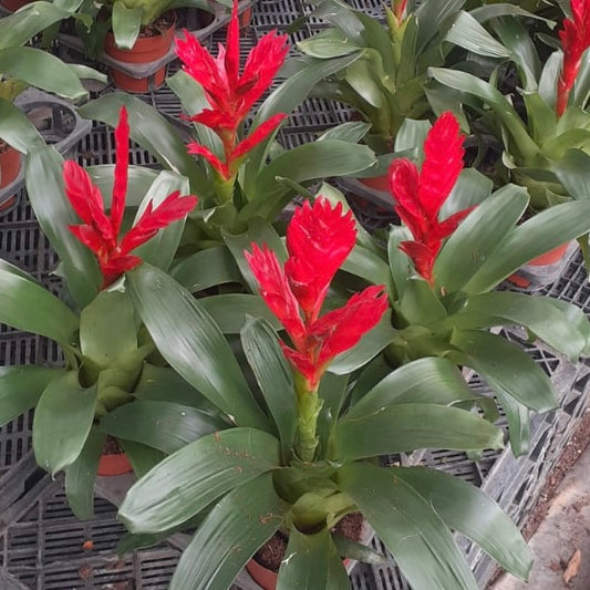 Red Ginger-Guzmania