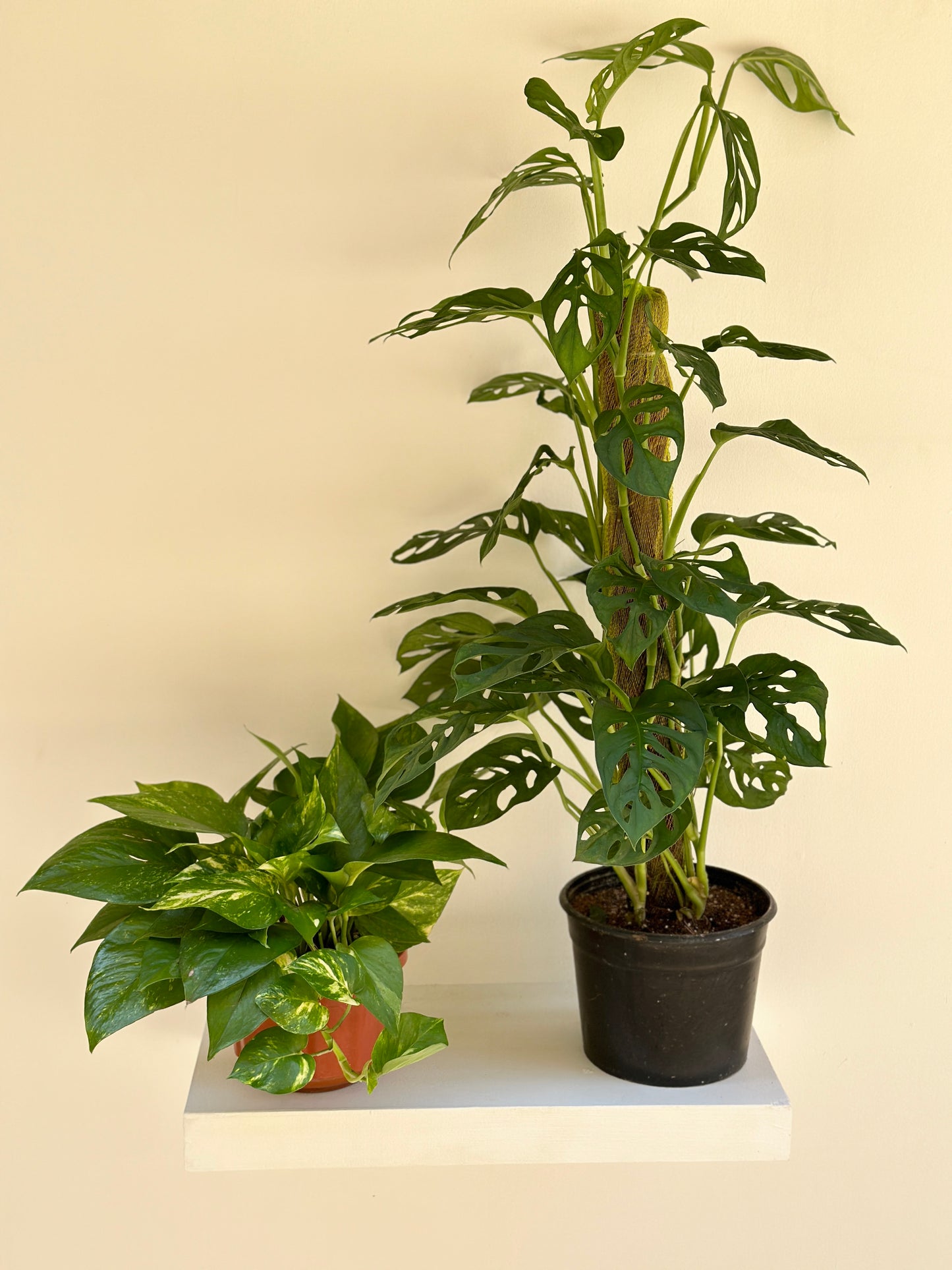 Mini Swiss Cheese + Free Golden Pothos