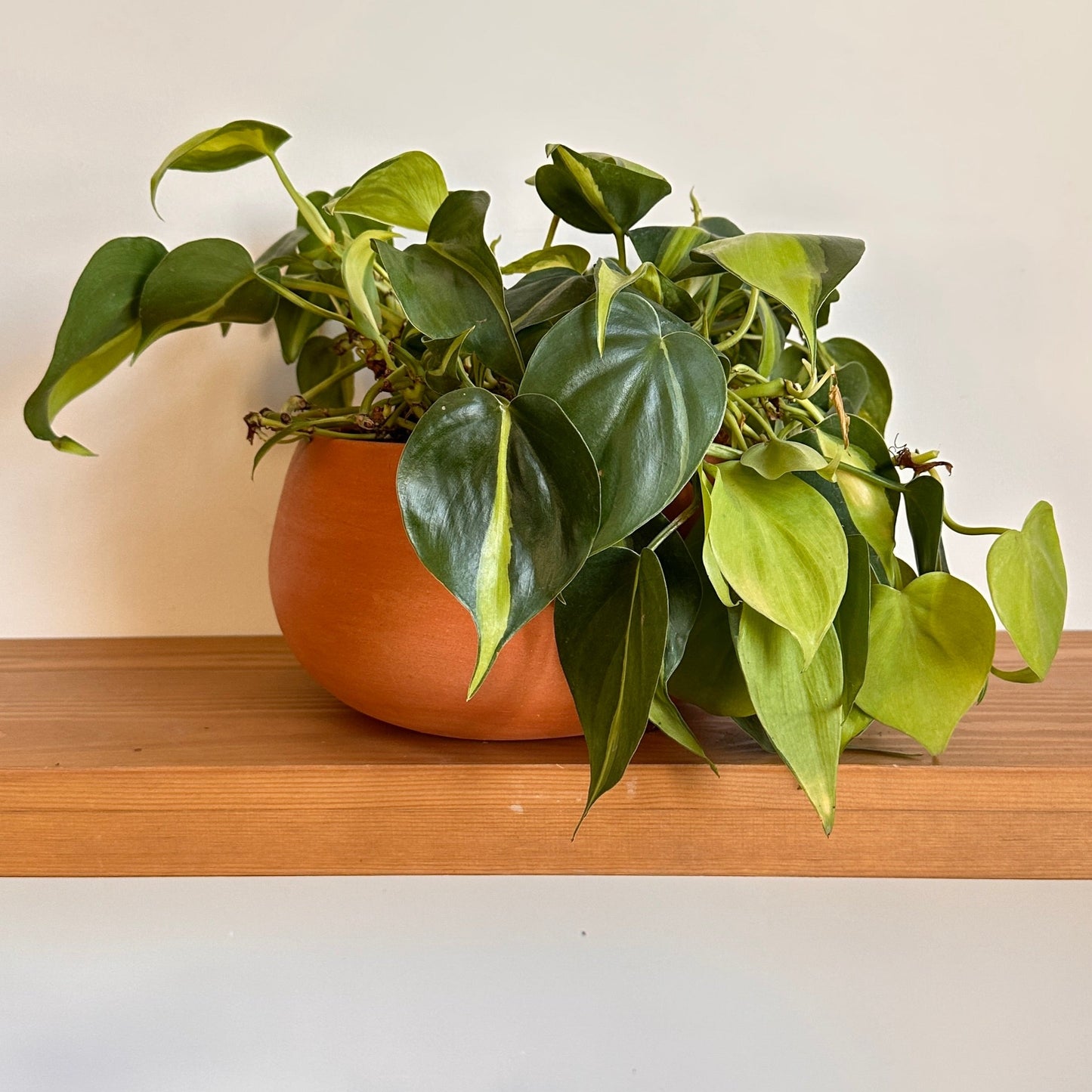 Sweetheart Pothos in “Shay” Clay Pot