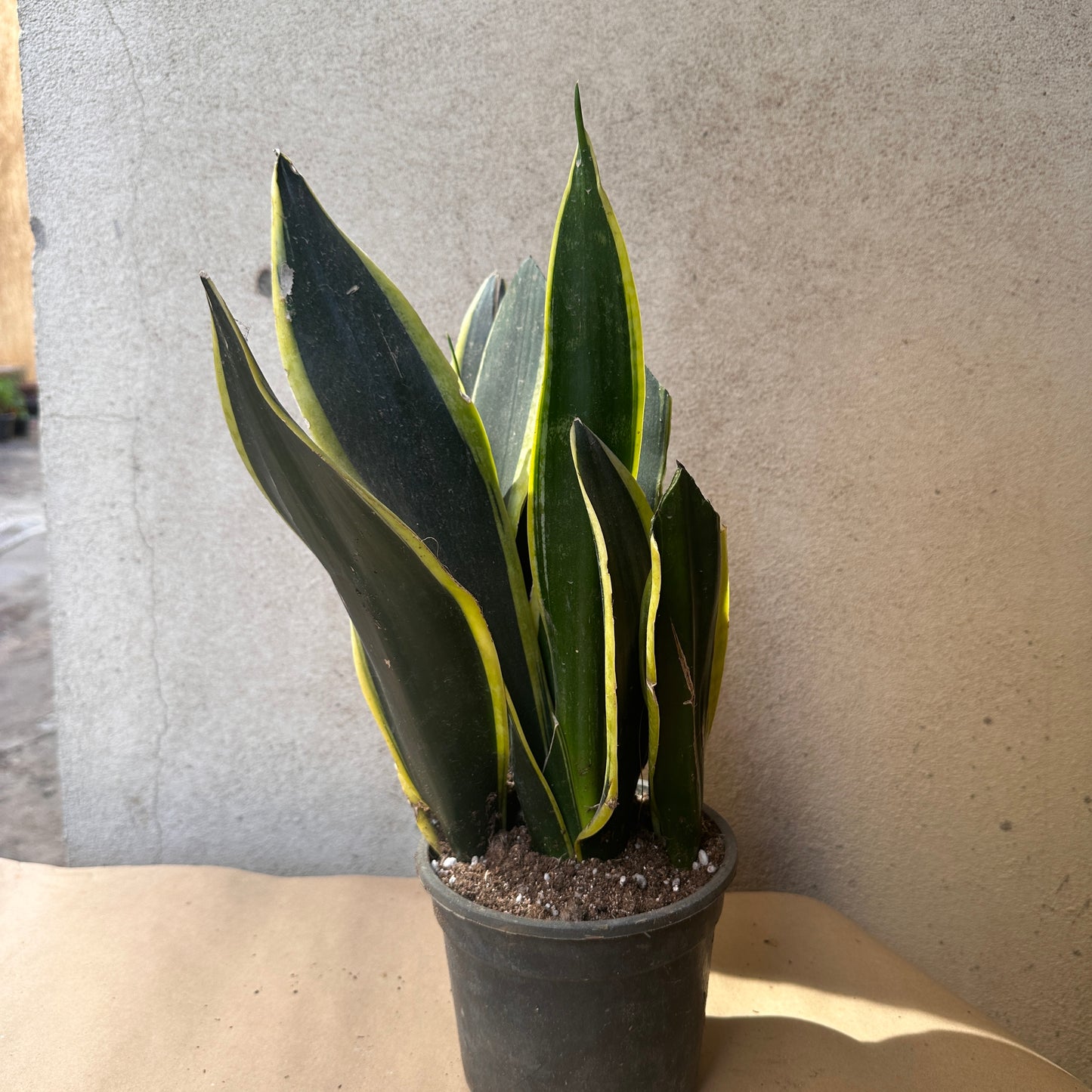 Snake Plant - Imported