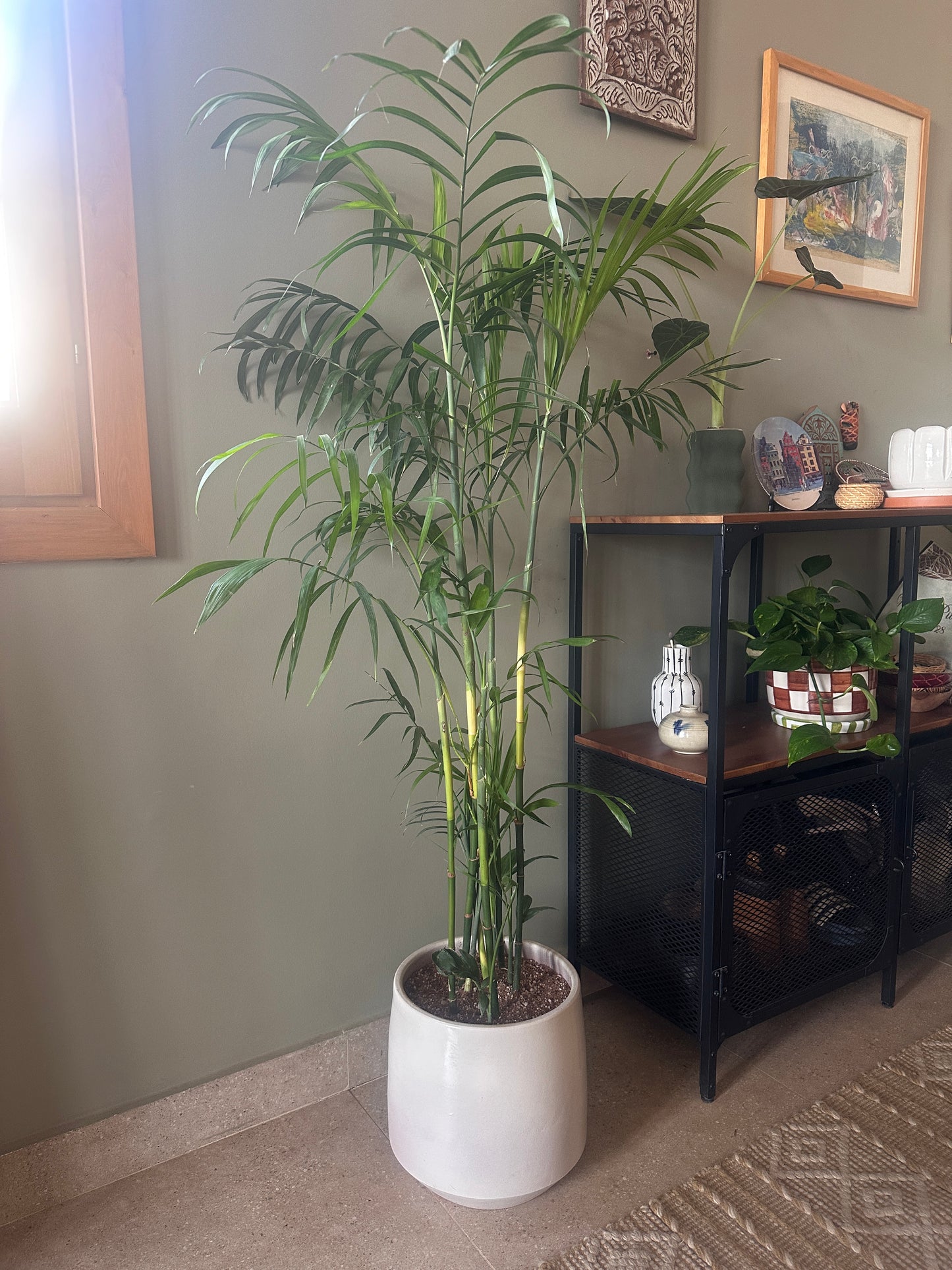Bamboo Palm -1.6-1.7 M