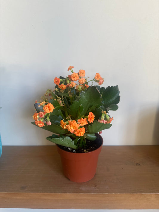 Florist Kalanchoe - Clearance