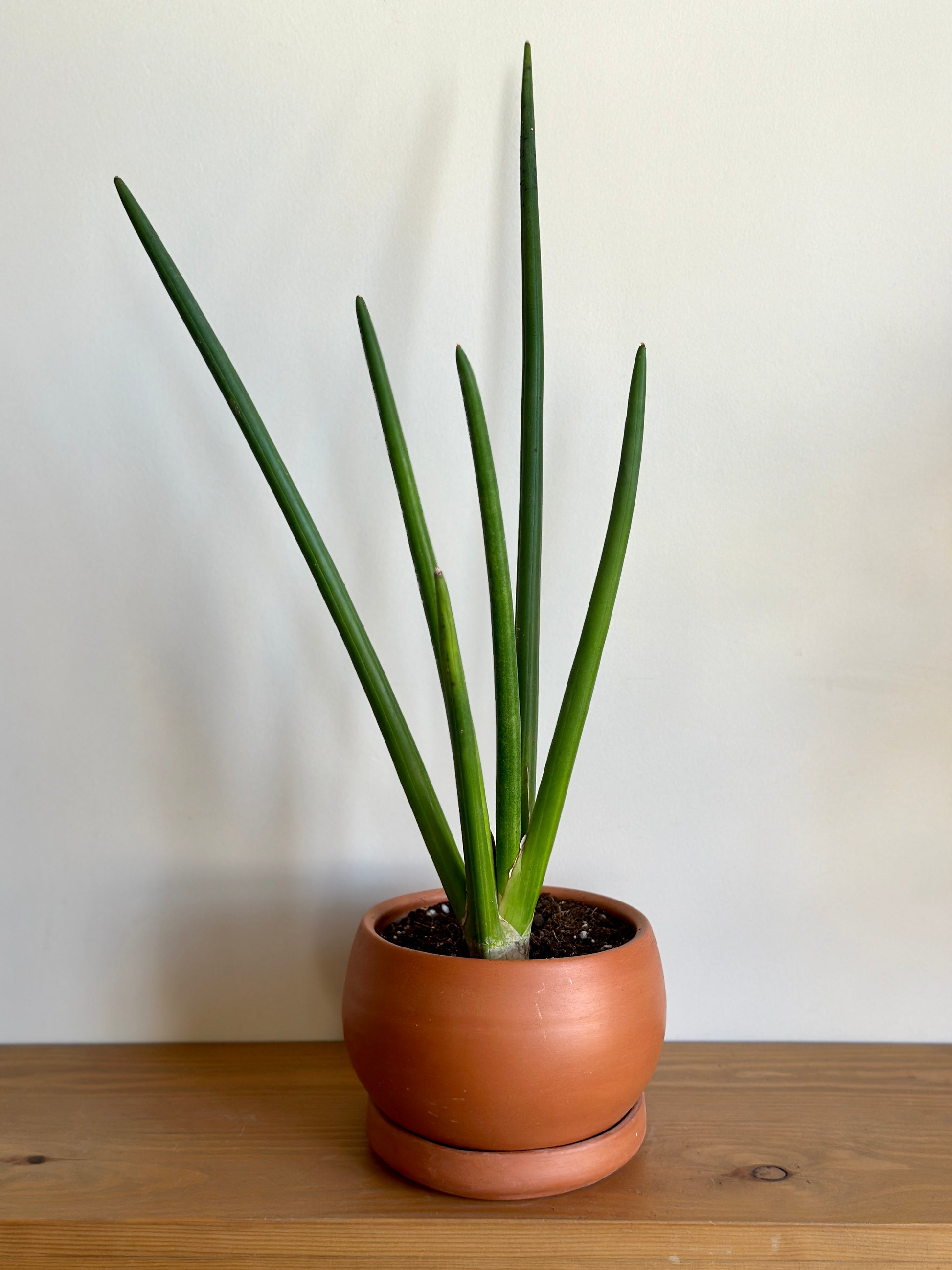 African Spear, Sansevieria cylindrica in Clay Terracotta Pot, shop now at kaynuna.co, Egypt.