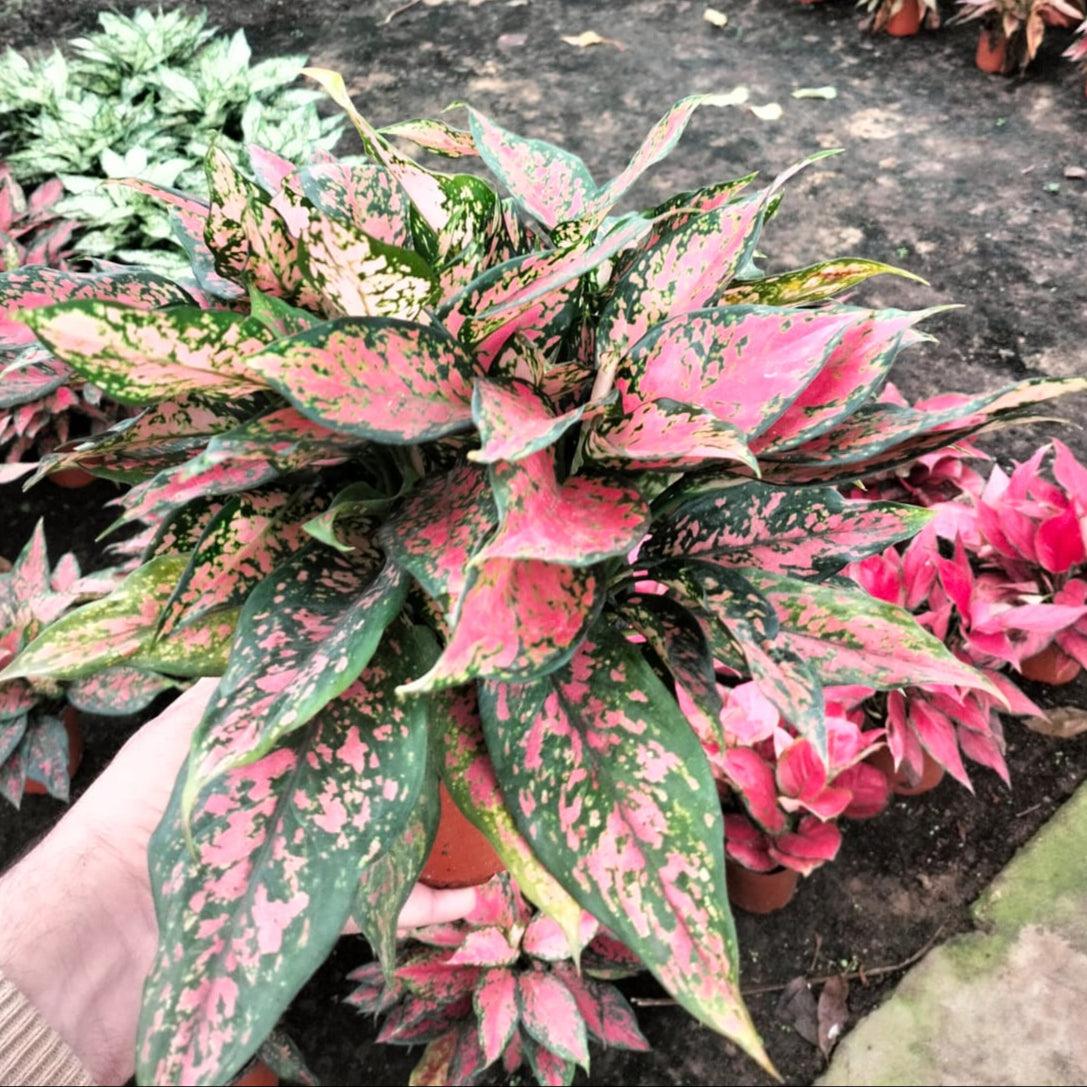 Aglaonema 'Pink Splash'