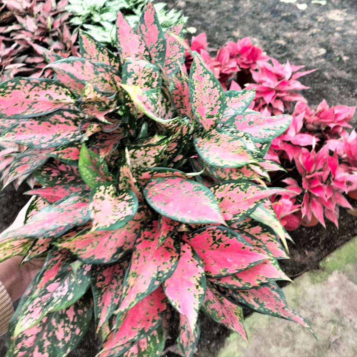 Aglaonema 'Pink Splash' indoor plant|kaynuna